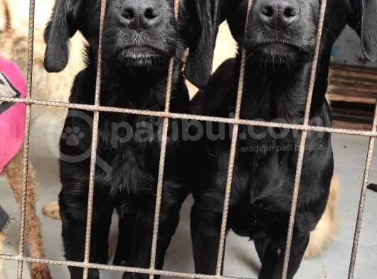 Labrador Retri̇ever Irk Garanti̇li̇ Tesli̇m görsel