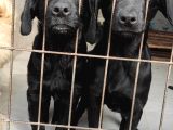 Labrador Retri̇ever Irk Garanti̇li̇ Tesli̇m