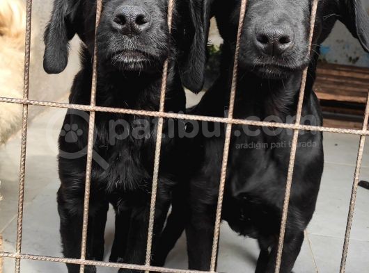 Labrador Retri̇ever Irk Garanti̇li̇ Tesli̇m görsel