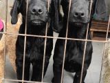 LABRADOR RETRİEVER IRK GARANTİLİ TESLİM