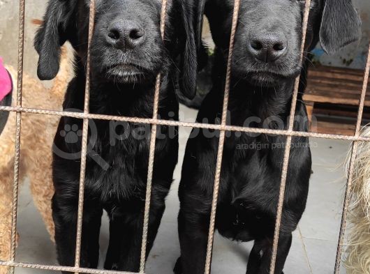 Labrador Retri̇ever Irk Garanti̇li̇ Tesli̇m