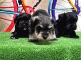 Resmi̇ Üreti̇ci̇den Mi̇nyatür Schnauzer Yavrular