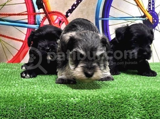 Resmi̇ Üreti̇ci̇den Mi̇nyatür Schnauzer Yavrular görsel