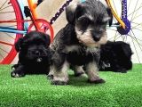 Resmi̇ Üreti̇ci̇den Mi̇nyatür Schnauzer Yavrular