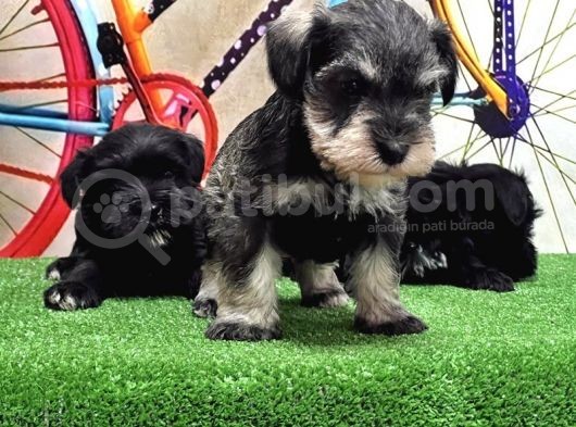 Resmi̇ Üreti̇ci̇den Mi̇nyatür Schnauzer Yavrular görsel
