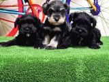 RESMİ ÜRETİCİDEN MİNYATÜR SCHNAUZER YAVRULAR