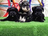 Resmi̇ Üreti̇ci̇den Mi̇nyatür Schnauzer Yavrular