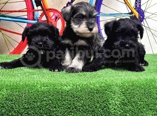 Resmi̇ Üreti̇ci̇den Mi̇nyatür Schnauzer Yavrular görsel
