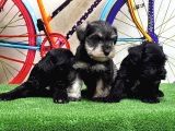 Resmi̇ Üreti̇ci̇den Mi̇nyatür Schnauzer Yavrular