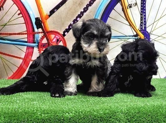 Resmi̇ Üreti̇ci̇den Mi̇nyatür Schnauzer Yavrular görsel