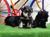 Resmi̇ Üreti̇ci̇den Mi̇nyatür Schnauzer Yavrular