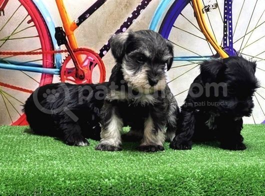 Resmi̇ Üreti̇ci̇den Mi̇nyatür Schnauzer Yavrular görsel