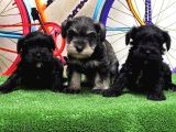 Resmi̇ Üreti̇ci̇den Mi̇nyatür Schnauzer Yavrular