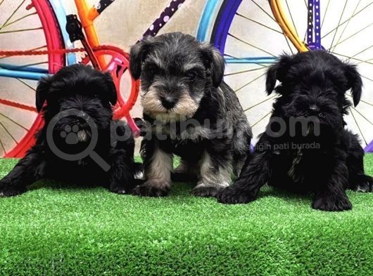 Resmi̇ Üreti̇ci̇den Mi̇nyatür Schnauzer Yavrular görsel