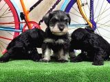 Resmi̇ Üreti̇ci̇den Mi̇nyatür Schnauzer Yavrular