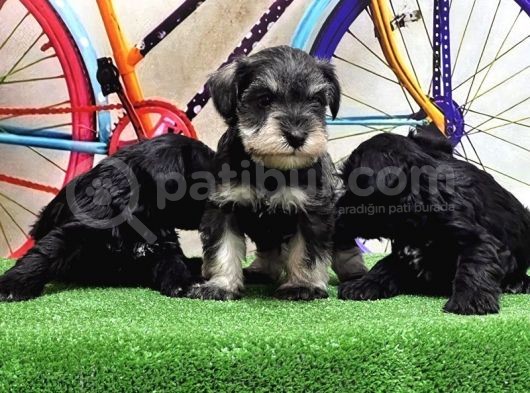 Resmi̇ Üreti̇ci̇den Mi̇nyatür Schnauzer Yavrular görsel