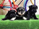 Resmi̇ Üreti̇ci̇den Mi̇nyatür Schnauzer Yavrular