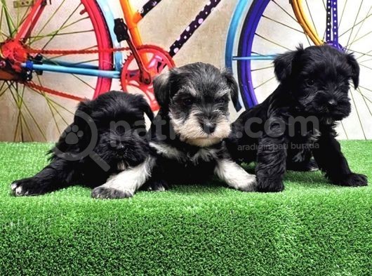 Resmi̇ Üreti̇ci̇den Mi̇nyatür Schnauzer Yavrular görsel
