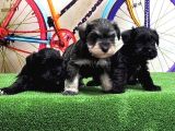 Resmi̇ Üreti̇ci̇den Mi̇nyatür Schnauzer Yavrular