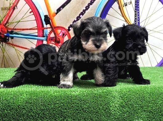 Resmi̇ Üreti̇ci̇den Mi̇nyatür Schnauzer Yavrular görsel