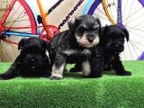 Resmi̇ Üreti̇ci̇den Mi̇nyatür Schnauzer Yavrular