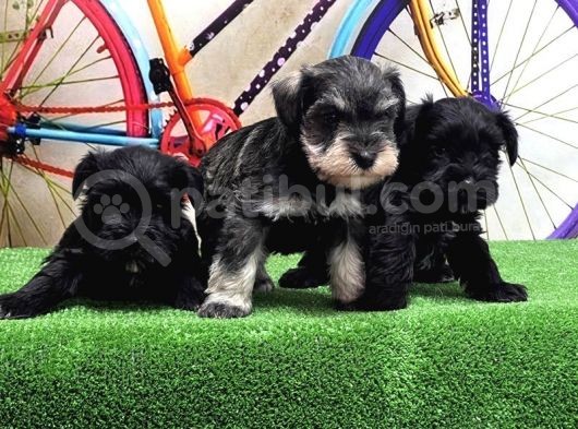 Resmi̇ Üreti̇ci̇den Mi̇nyatür Schnauzer Yavrular görsel