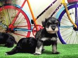Resmi̇ Üreti̇ci̇den Mi̇nyatür Schnauzer Yavrular
