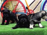 Resmi̇ Üreti̇ci̇den Mi̇nyatür Schnauzer Yavrular