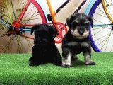 Resmi̇ Üreti̇ci̇den Mi̇nyatür Schnauzer Yavrular
