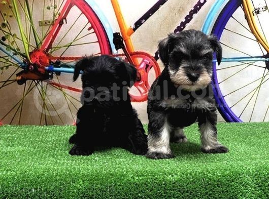 Resmi̇ Üreti̇ci̇den Mi̇nyatür Schnauzer Yavrular görsel