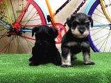 Resmi̇ Üreti̇ci̇den Mi̇nyatür Schnauzer Yavrular