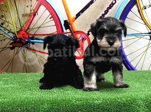 Resmi̇ Üreti̇ci̇den Mi̇nyatür Schnauzer Yavrular görsel
