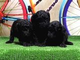 Si̇yah Toy Poodle Yavrular