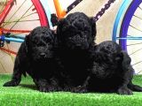 Si̇yah Toy Poodle Yavrular