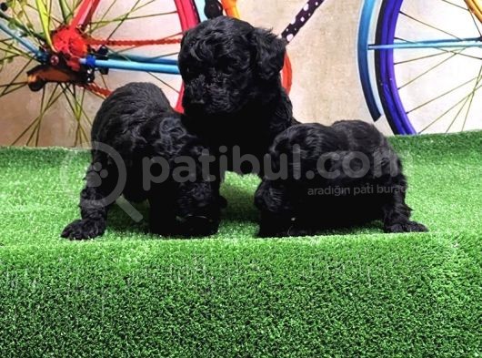 Si̇yah Toy Poodle Yavrular görsel