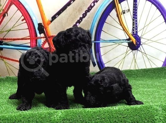 Si̇yah Toy Poodle Yavrular görsel