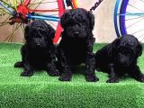 Si̇yah Toy Poodle Yavrular