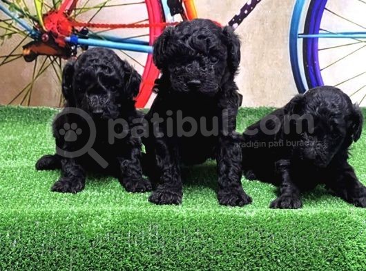 Si̇yah Toy Poodle Yavrular görsel