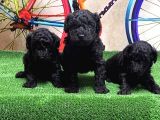 Si̇yah Toy Poodle Yavrular