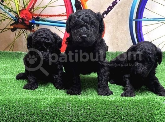 Si̇yah Toy Poodle Yavrular görsel