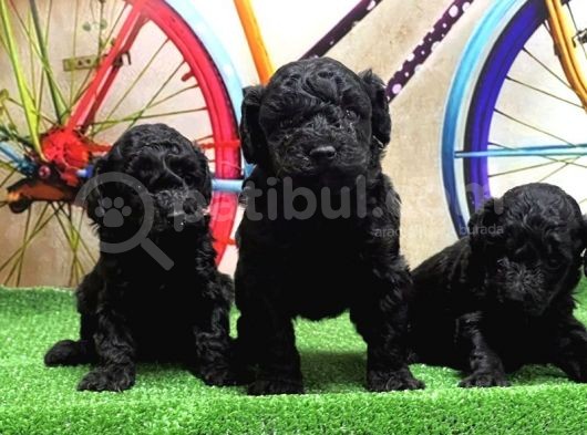 Si̇yah Toy Poodle Yavrular görsel
