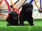 Si̇yah Toy Poodle Yavrular