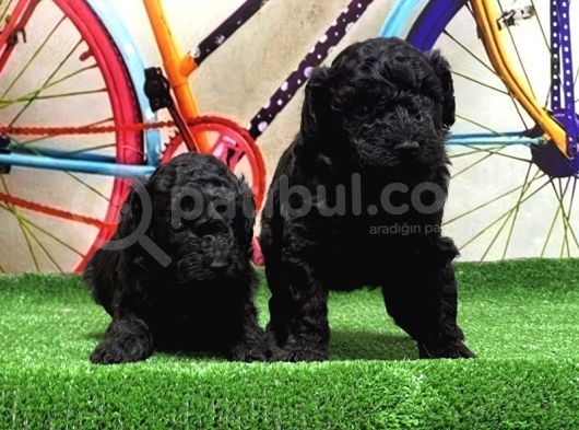 Si̇yah Toy Poodle Yavrular görsel