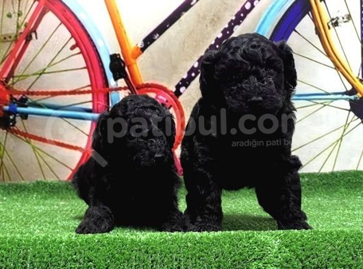 Si̇yah Toy Poodle Yavrular görsel