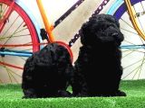 Si̇yah Toy Poodle Yavrular