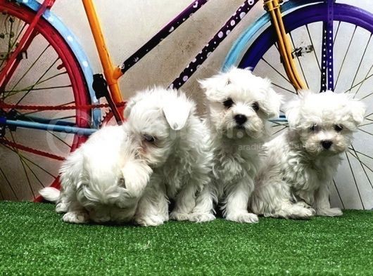 Maltese Terri̇er Yavrular görsel
