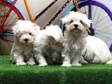 Maltese Terri̇er Yavrular