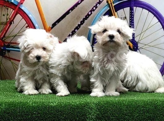 Maltese Terri̇er Yavrular görsel