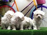 Maltese Terri̇er Yavrular