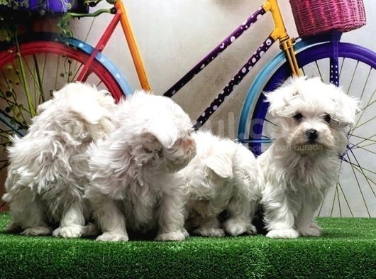 Maltese Terri̇er Yavrular görsel